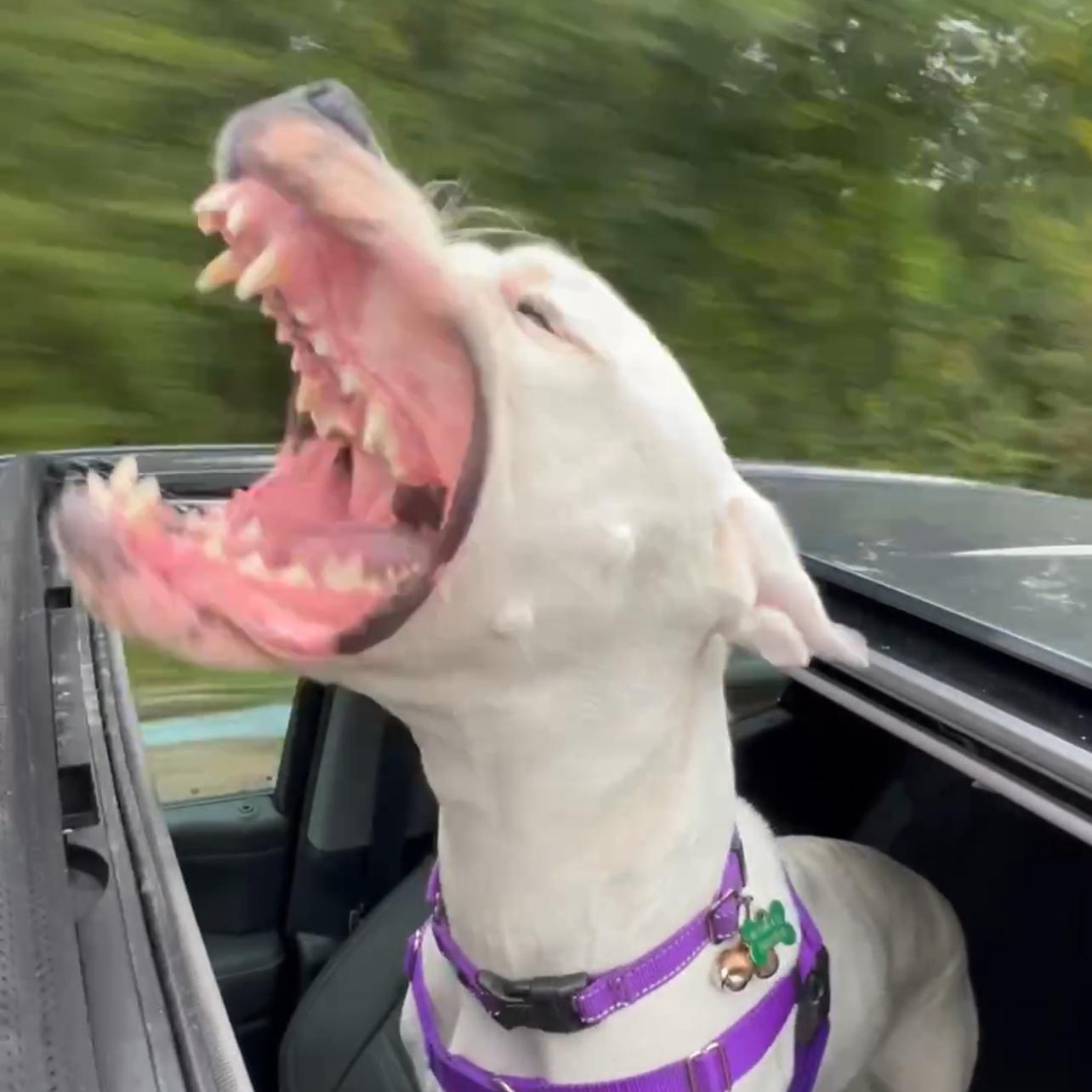 Enlarge Sweet, sweet SKY!, a Adoptable Dogo Argentino in Germantown, NY image 4/6