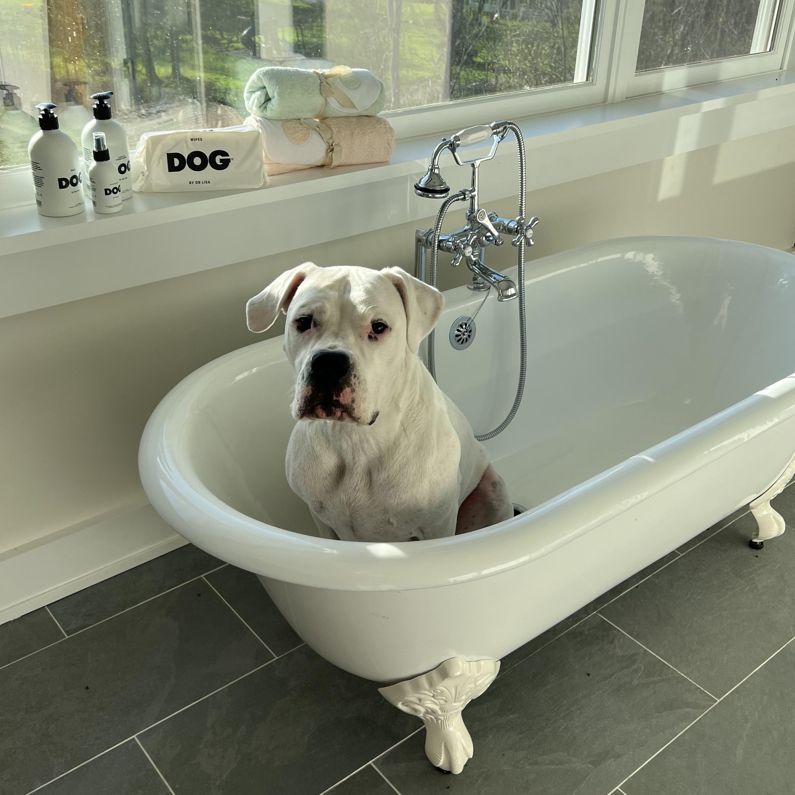 Enlarge Sweet, sweet SKY!, a Adoptable Dogo Argentino in Germantown, NY image 5/6