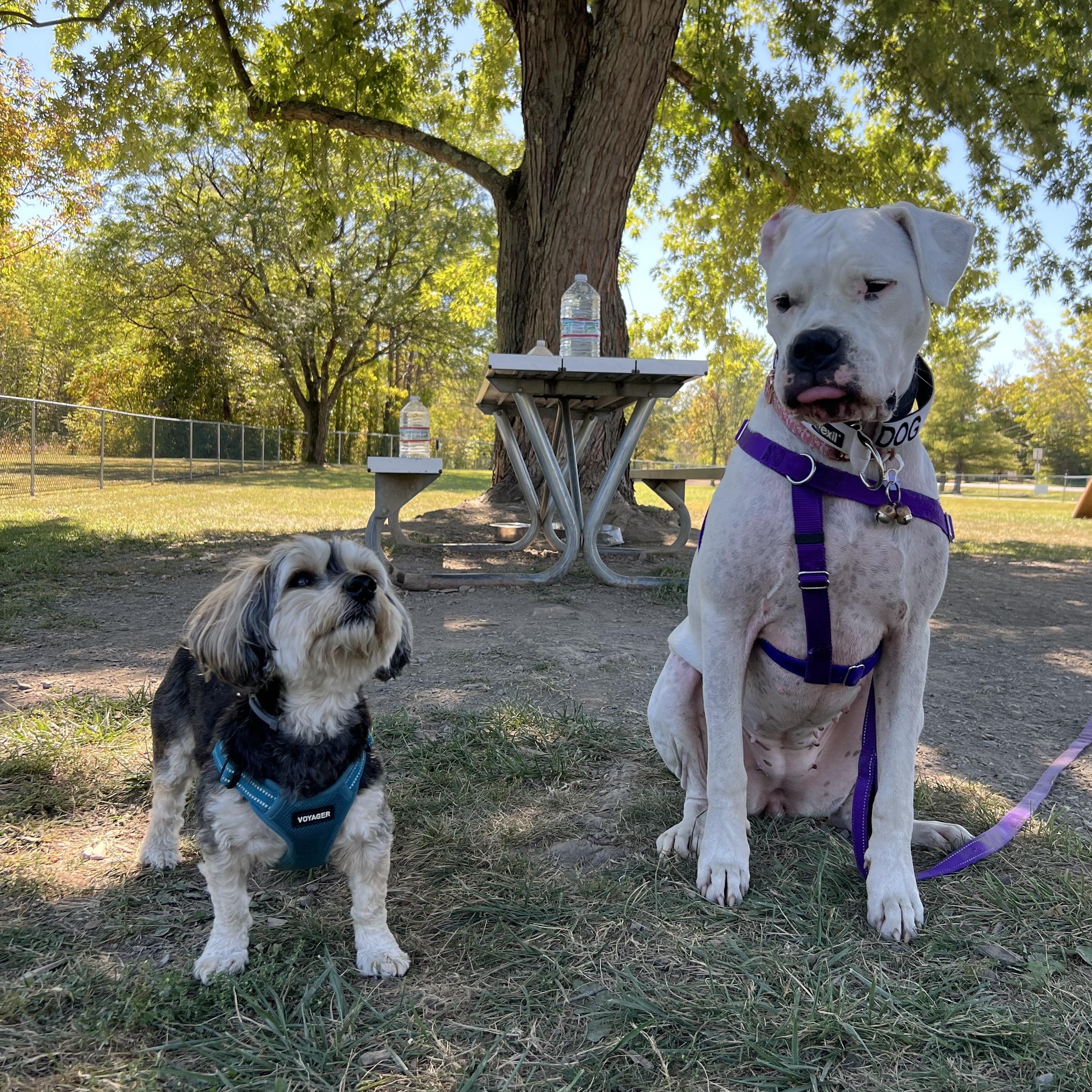 Enlarge Sweet, sweet SKY!, a Adoptable Dogo Argentino in Germantown, NY image 3/6