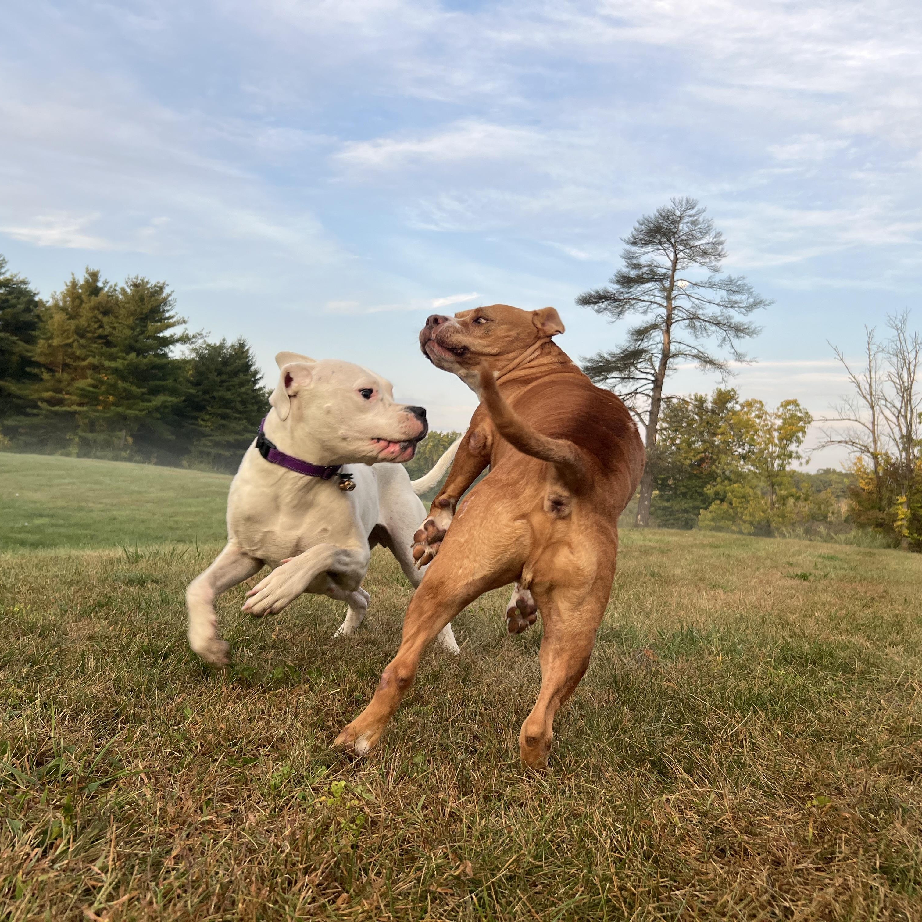 Enlarge Sweet, sweet SKY!, a Adoptable Dogo Argentino in Germantown, NY image 2/6