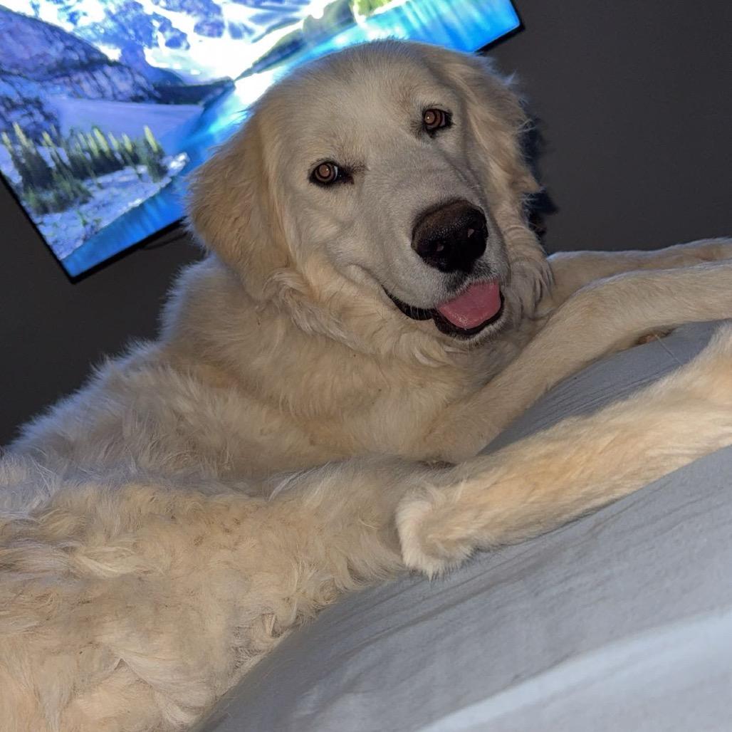 Wrangler, Adoptable, Young Male Great Pyrenees.