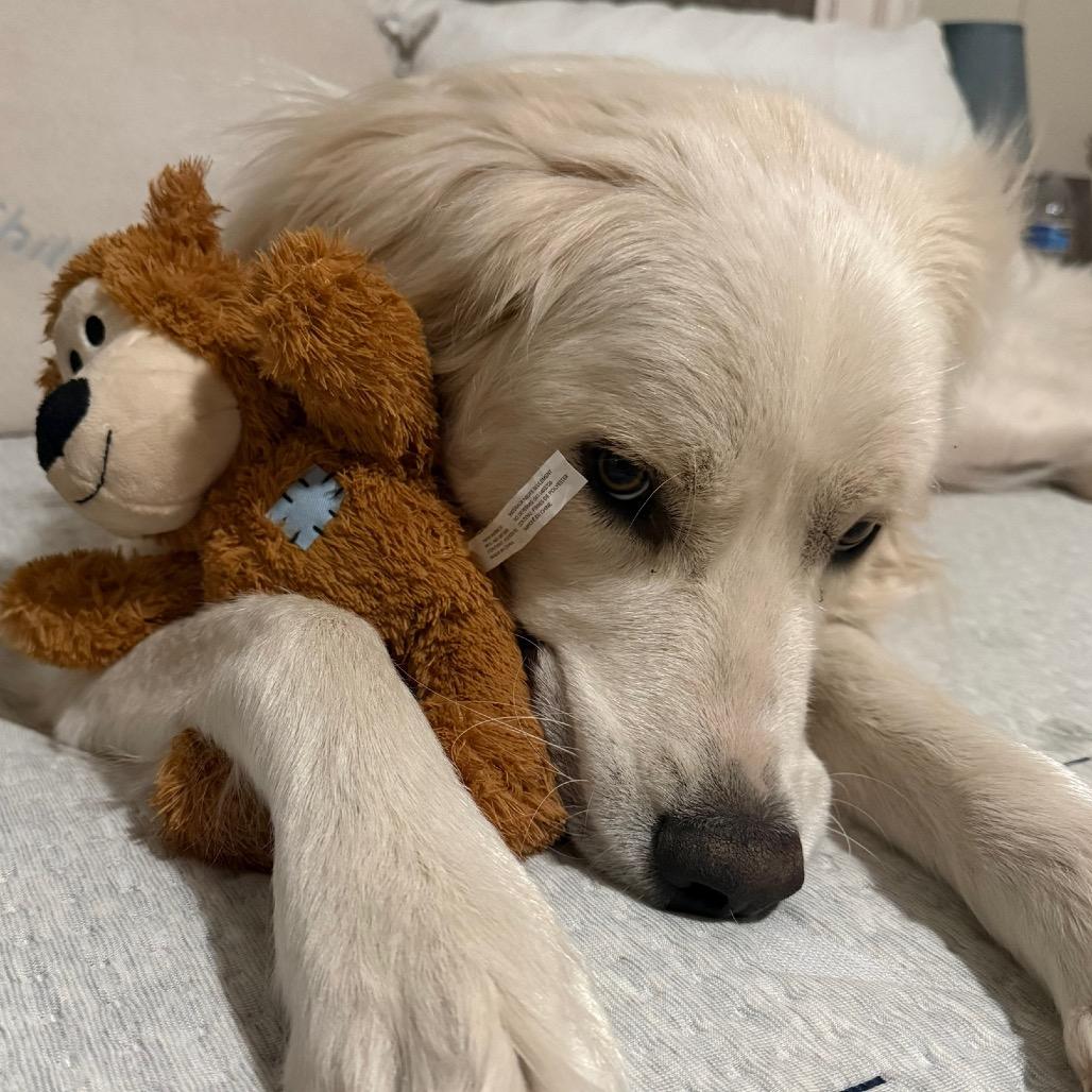 Enlarge Wrangler, a Adoptable Great Pyrenees in Midland, TX image 2/4