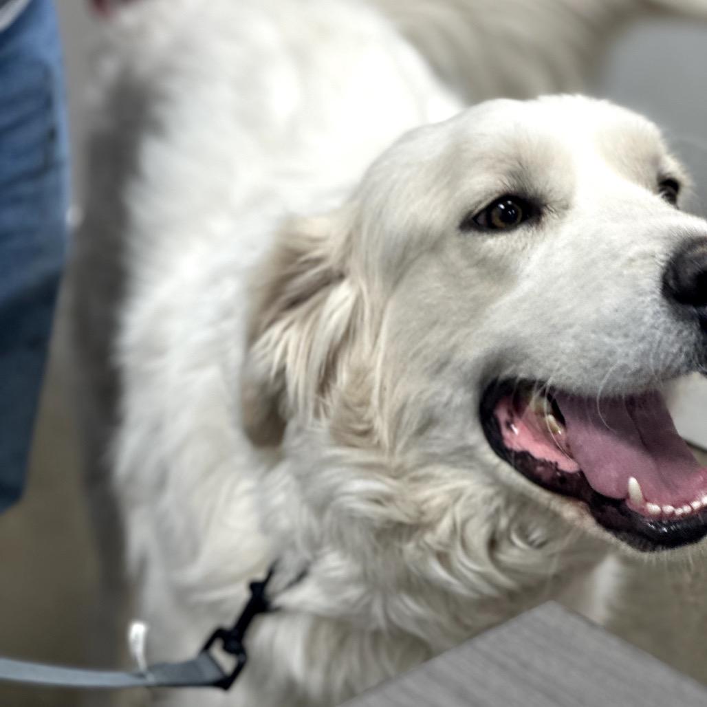 Enlarge Wrangler, a Adoptable Great Pyrenees in Midland, TX image 3/4