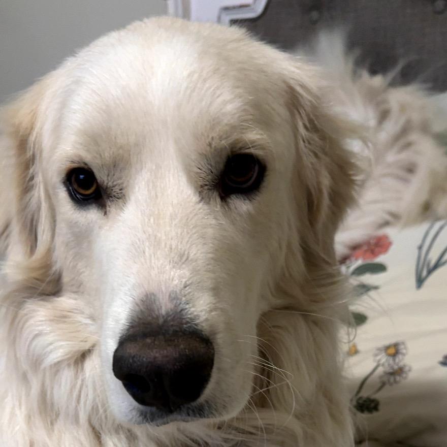 Enlarge Wrangler, a Adoptable Great Pyrenees in Midland, TX image 4/4