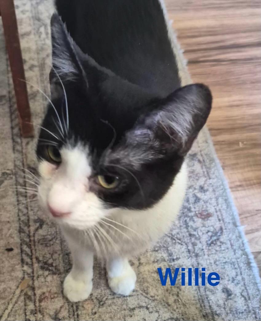 Willie, Adoptable, Young Male Domestic Short Hair.