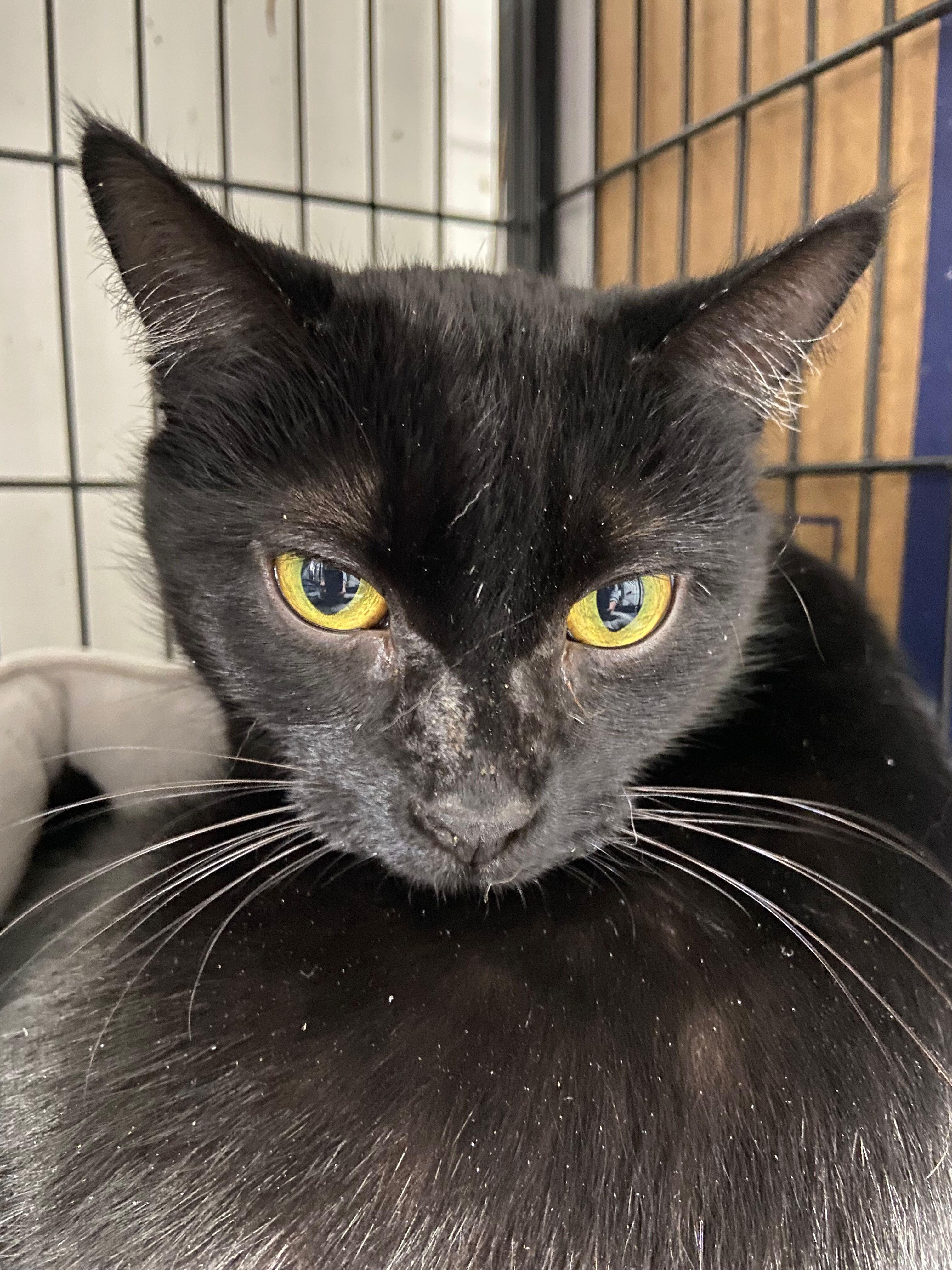 Enlarge Sable, an adopted Bombay in Peru, IN image 1/6