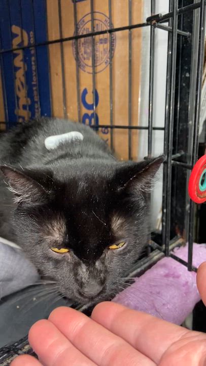 Enlarge Sable, an adopted Bombay in Peru, IN video 6/6