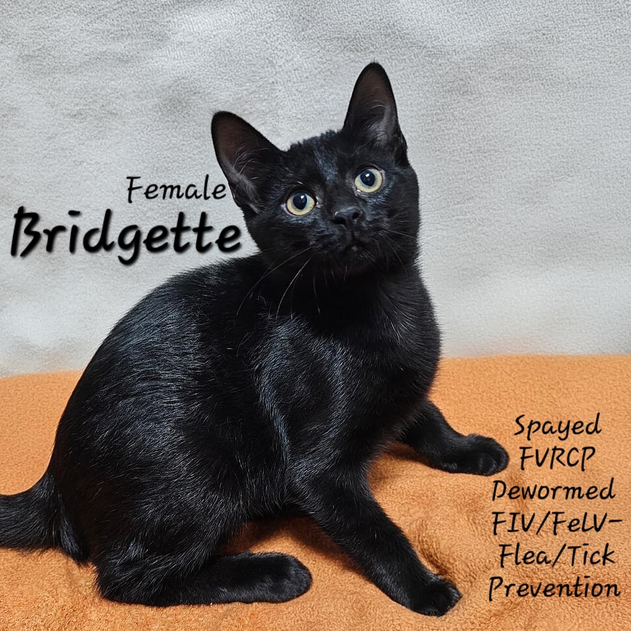Bridgette