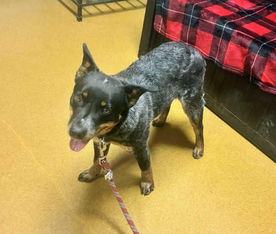 Sonic, an adopted Australian Cattle Dog / Blue Heeler in Maryville, MO image 1/3
