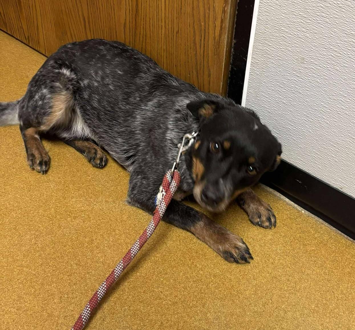 Sonic, an adopted Australian Cattle Dog / Blue Heeler in Maryville, MO image 2/3