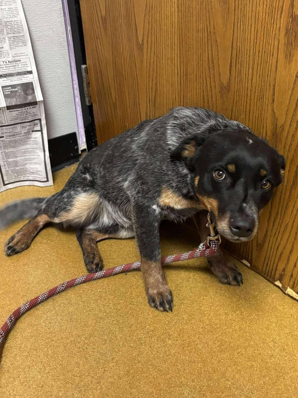 Sonic, an adopted Australian Cattle Dog / Blue Heeler in Maryville, MO image 3/3