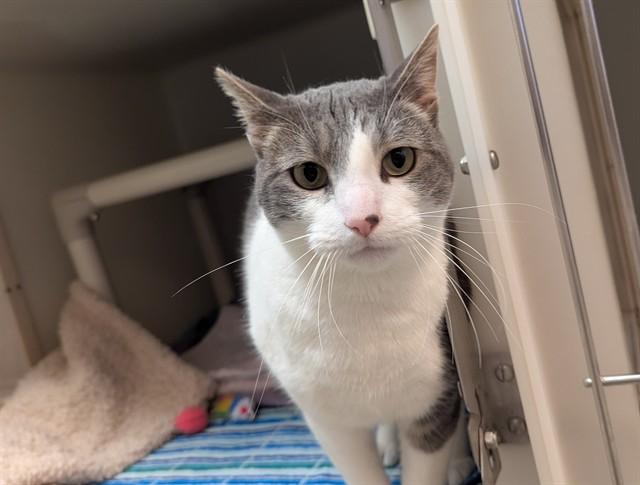 ABBY, Adoptable, Adult Female Domestic Short Hair.