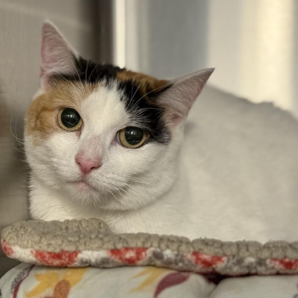 Queenie — thumbnail 2