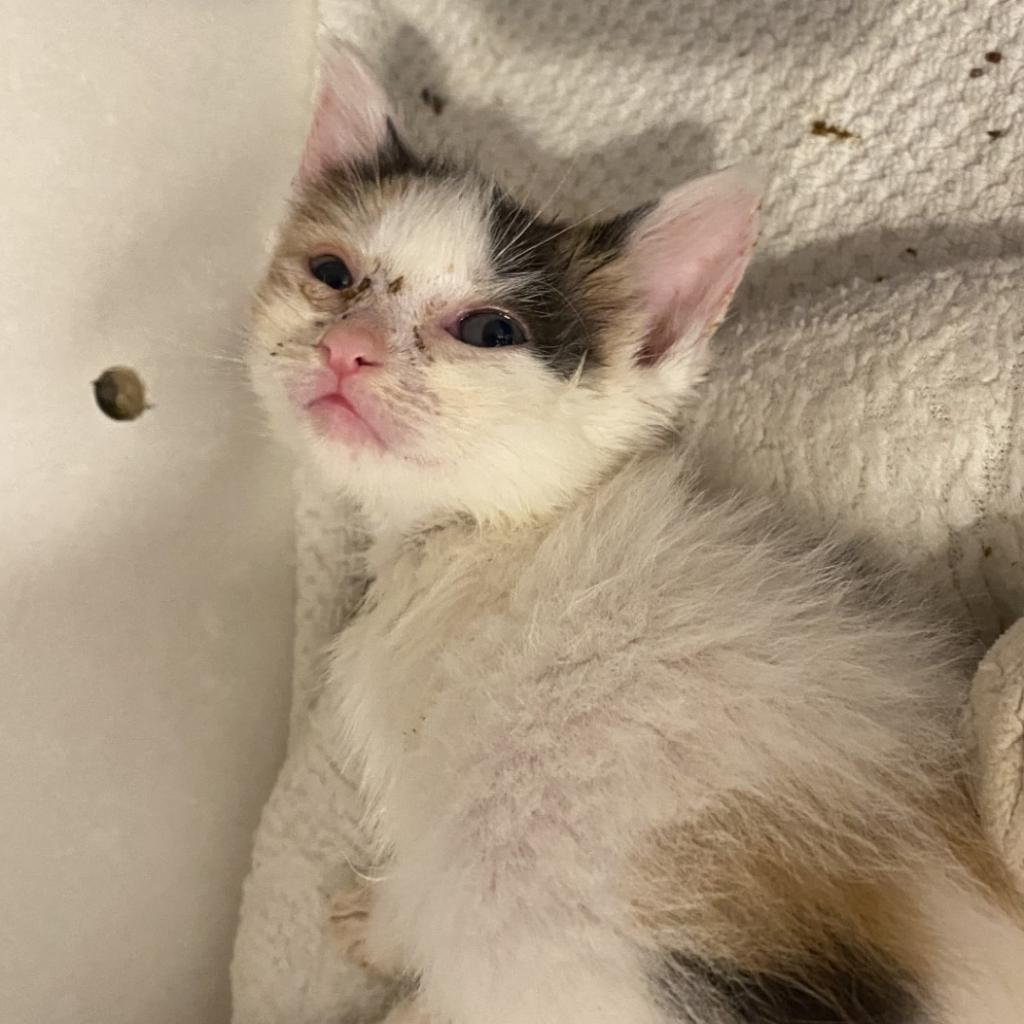 Queenie — thumbnail 3