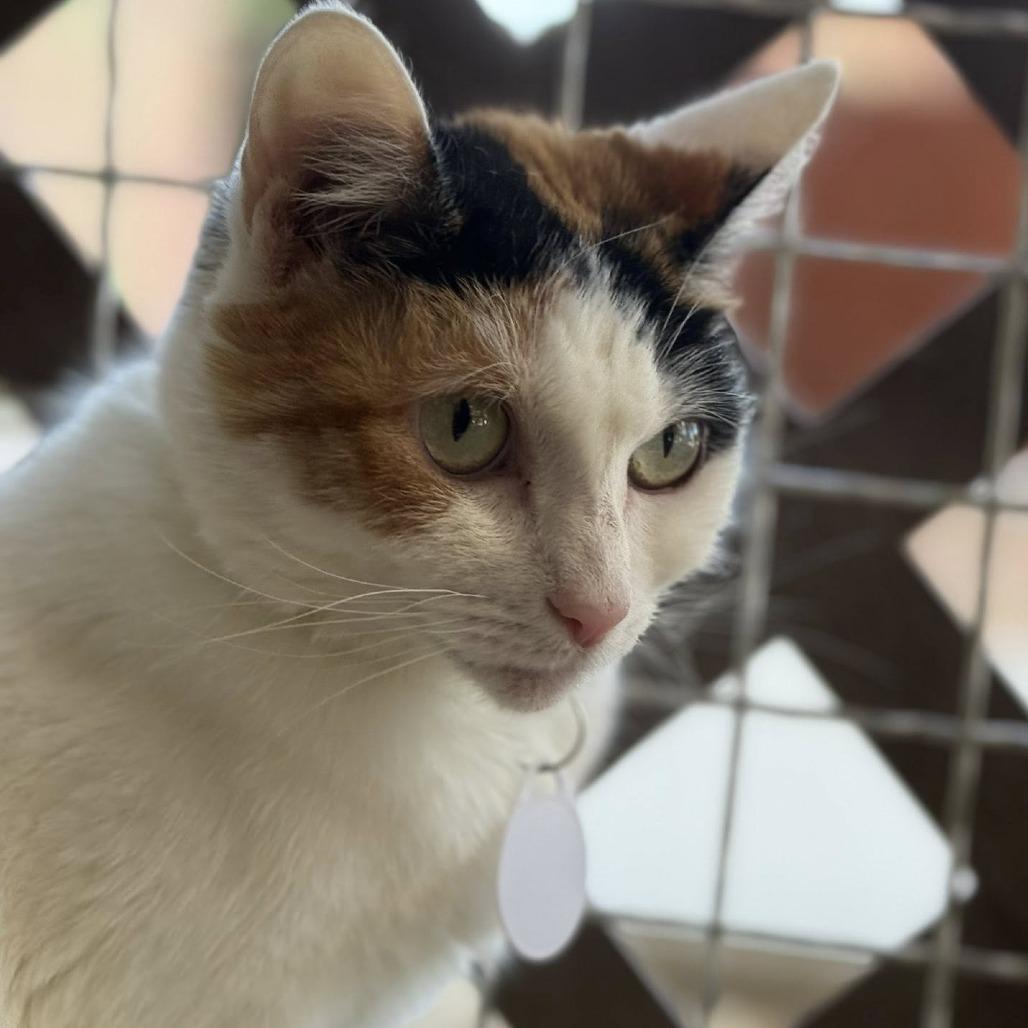 Queenie — thumbnail 4