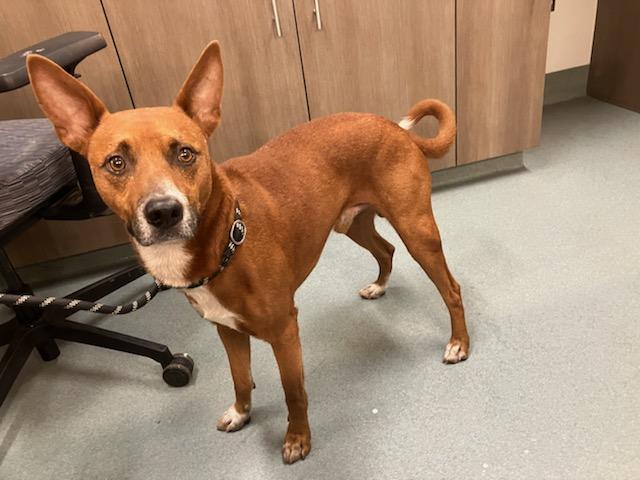 RUDY, ADOPTABLE, Adult • Male, Australian Kelpie & Mixed Breed.