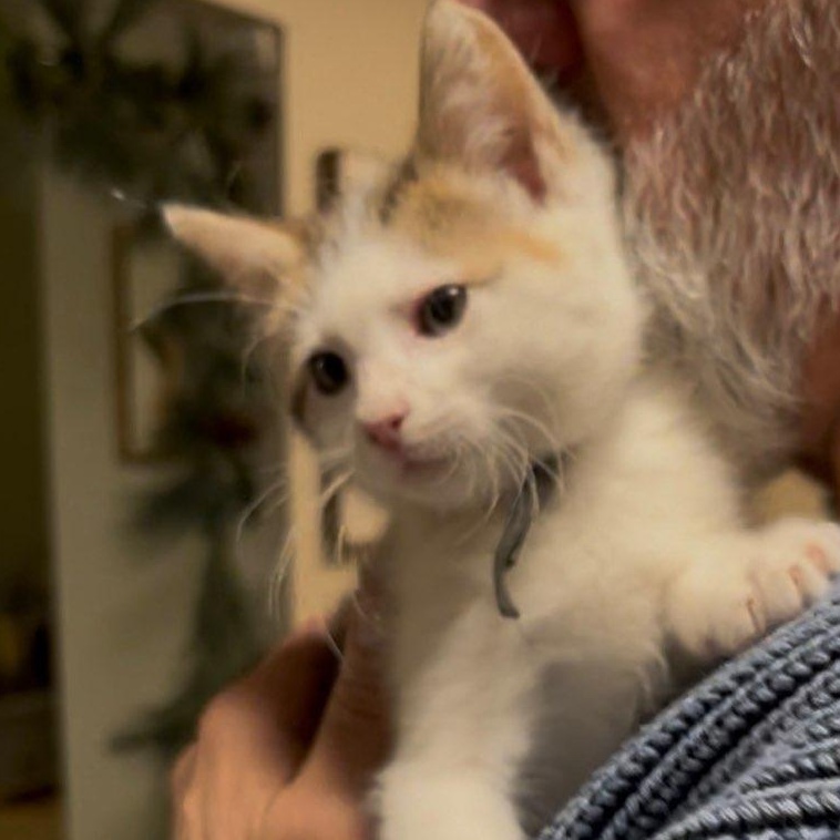 Walt Whiskers thumbnail 2