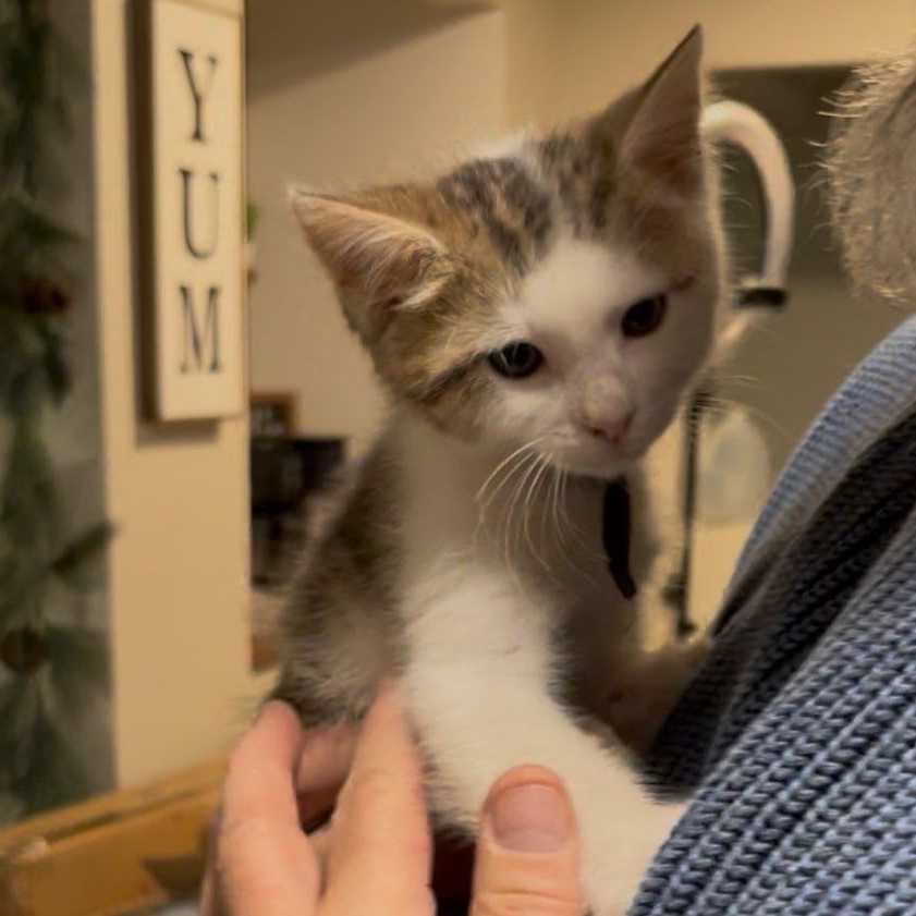 Walt Whiskers thumbnail 4