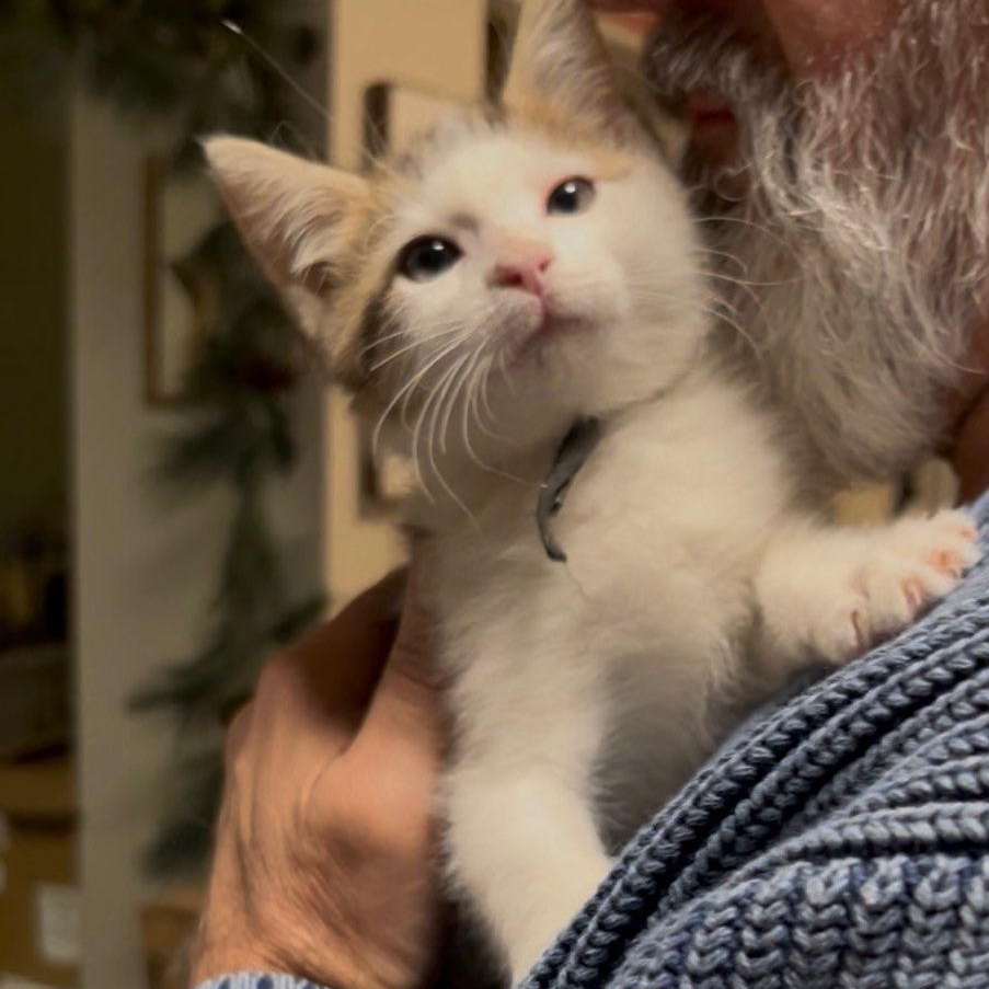 Walt Whiskers thumbnail 5