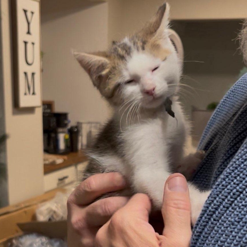 Walt Whiskers thumbnail 6