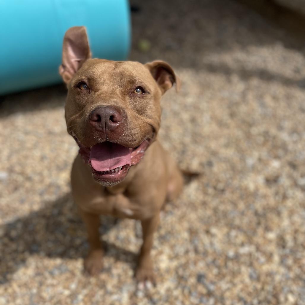 Duke, Adoptable, Adult Male Pit Bull Terrier.