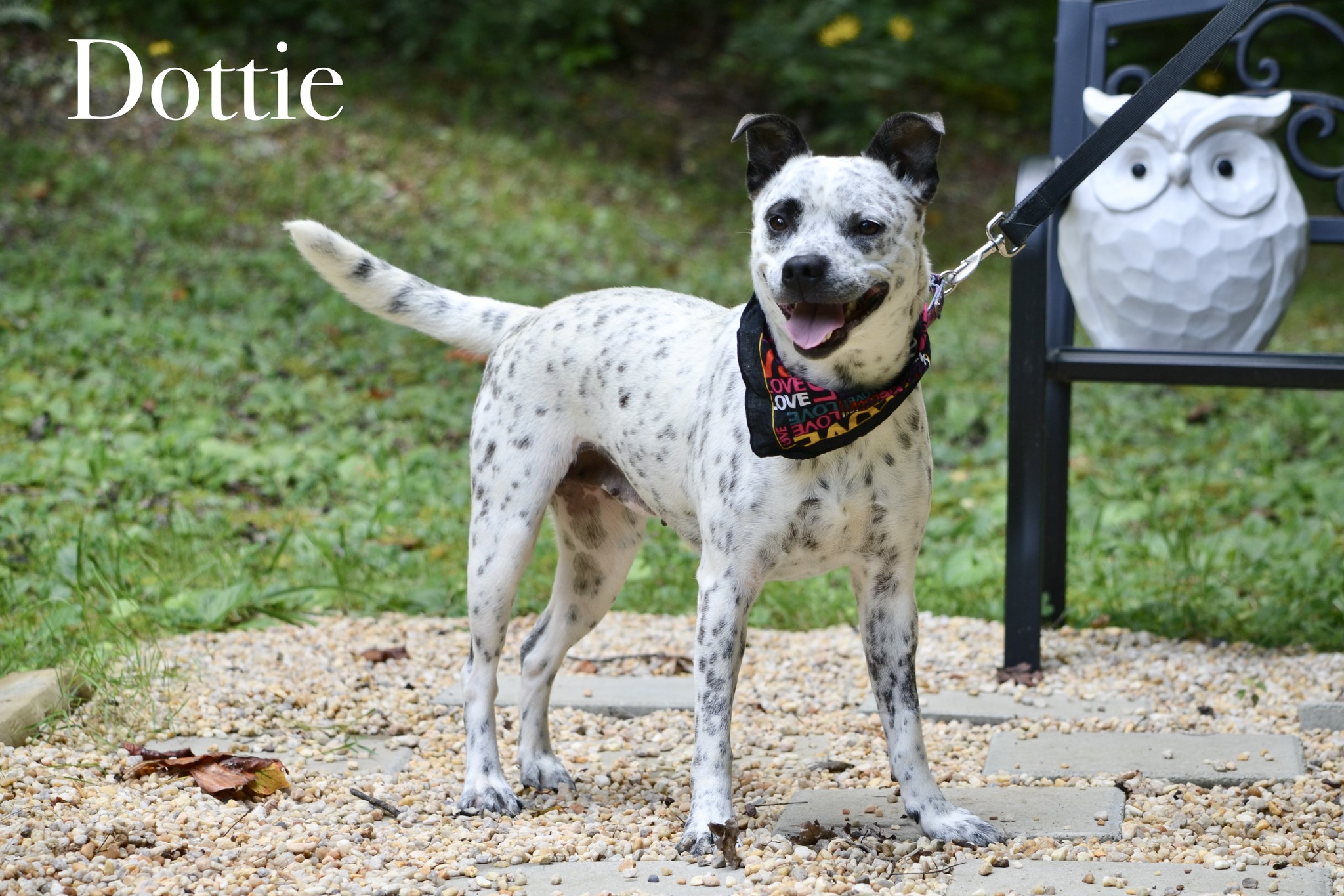 Dottie