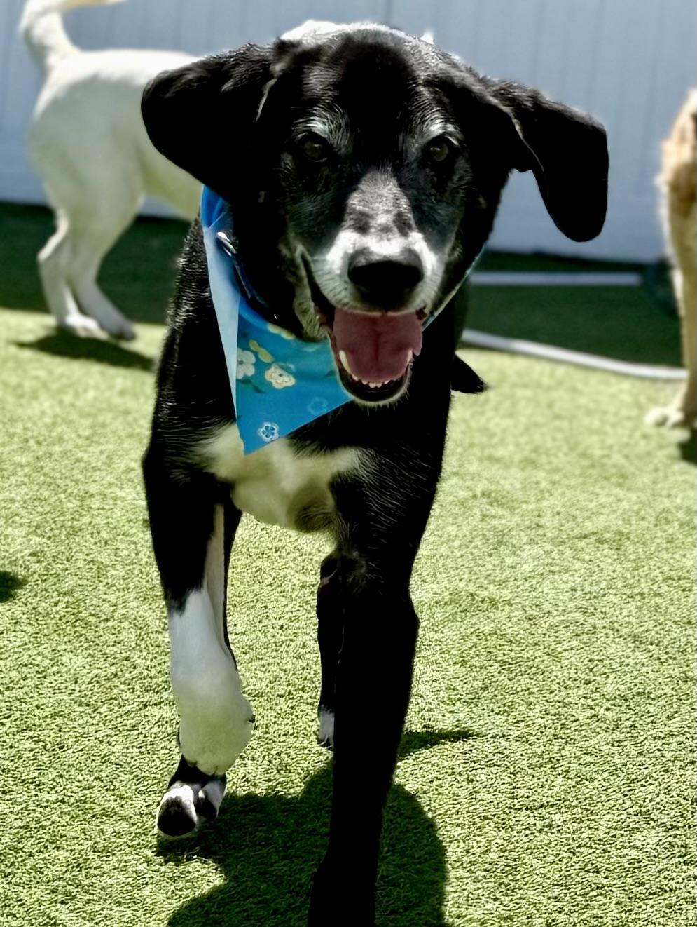 Enlarge Gunner, a ADOPTABLE mixed breed in Brookfield, WI image 3/4