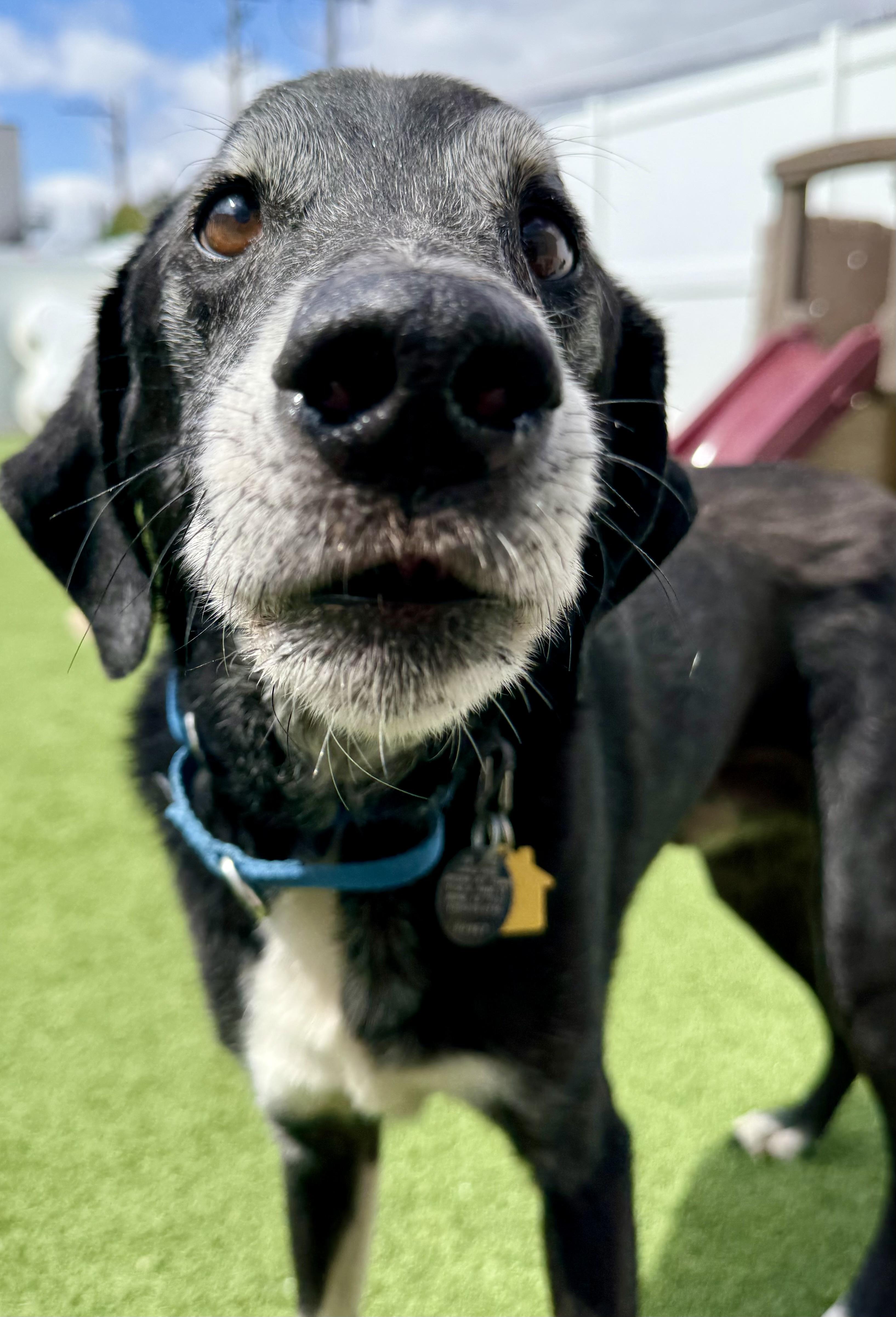 Enlarge Gunner, a ADOPTABLE mixed breed in Brookfield, WI image 2/4