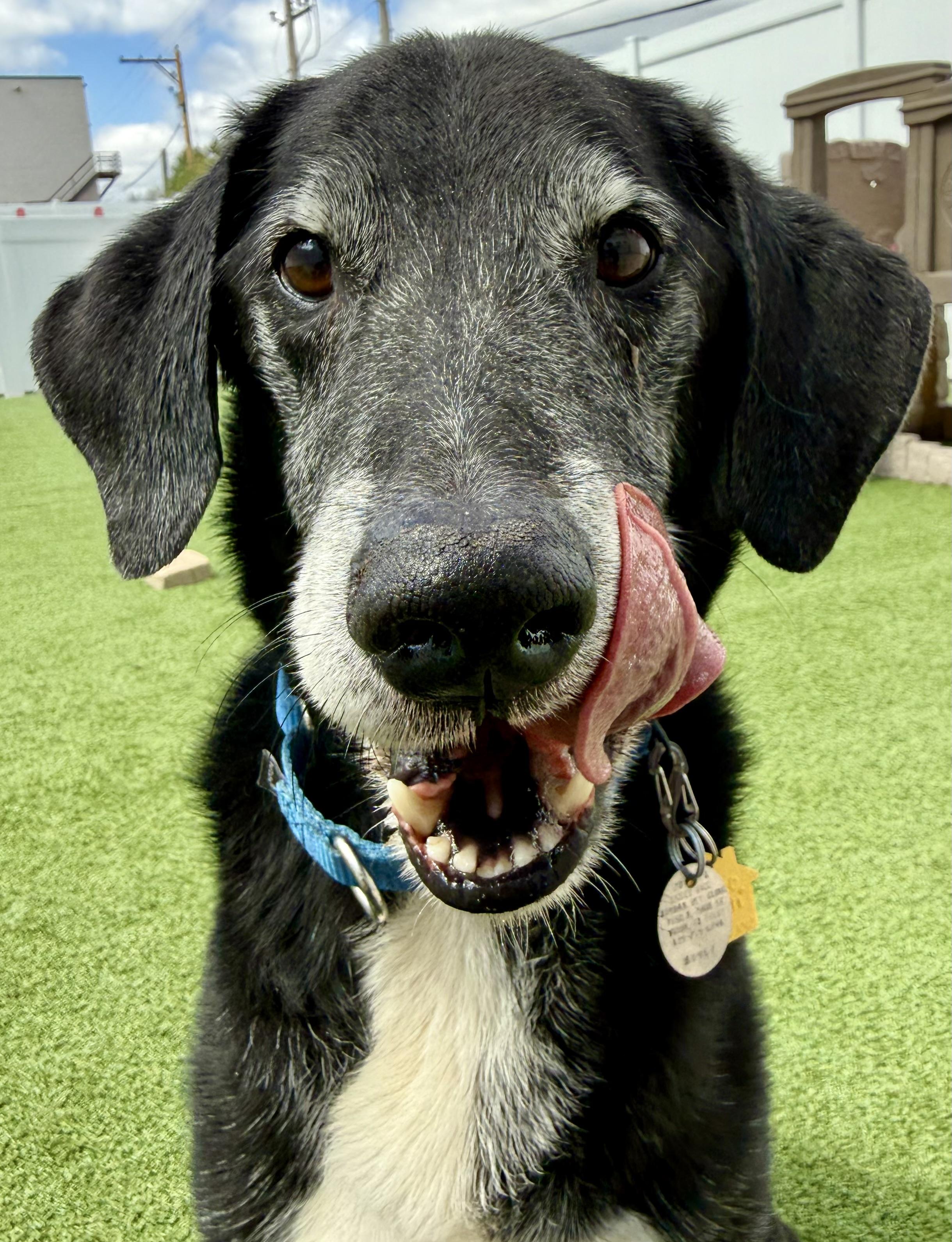 Gunner, ADOPTABLE, Adult Male Black Labrador Retriever & German Shorthaired Pointer.