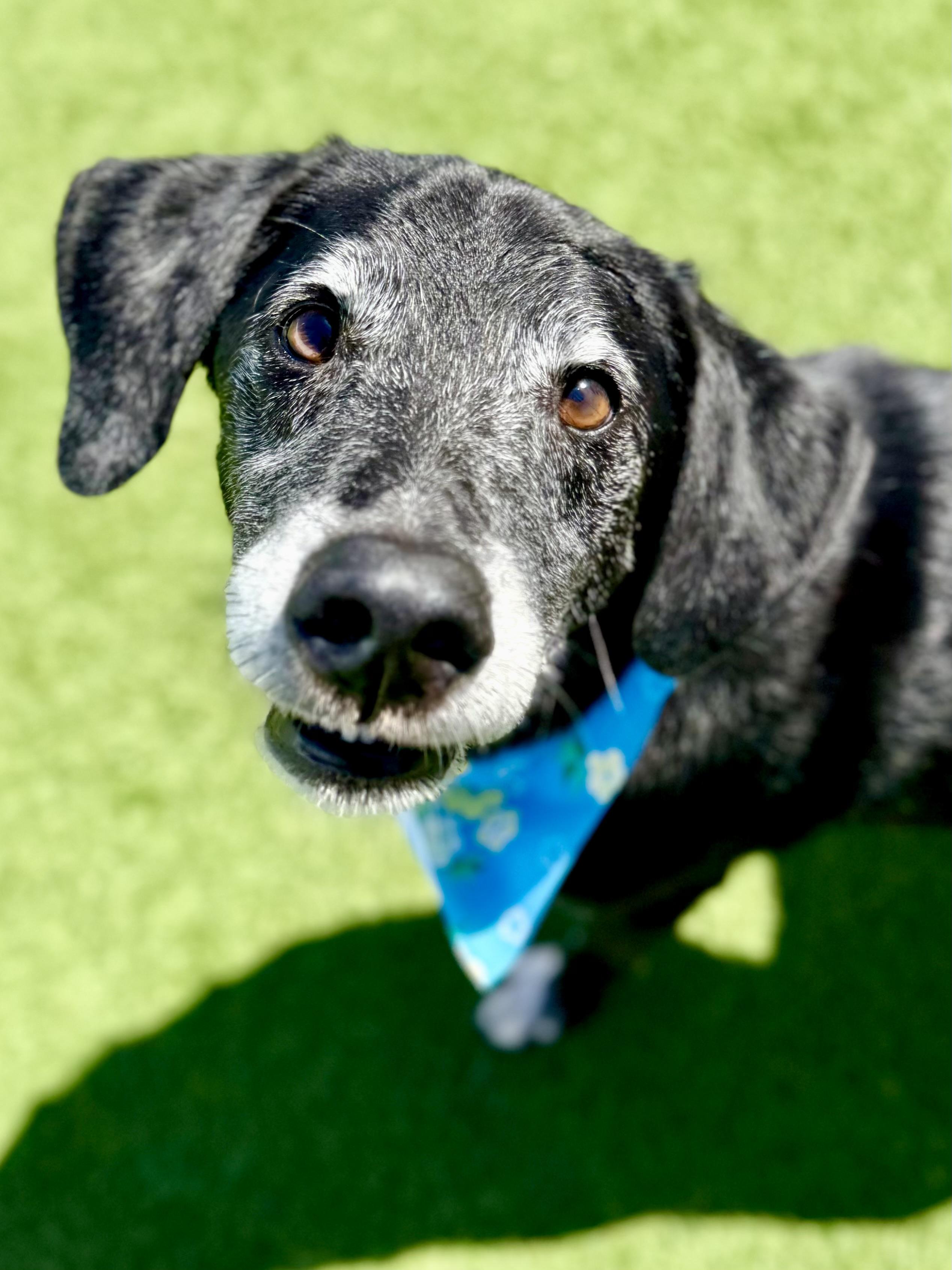 Enlarge Gunner, a ADOPTABLE mixed breed in Brookfield, WI image 4/4