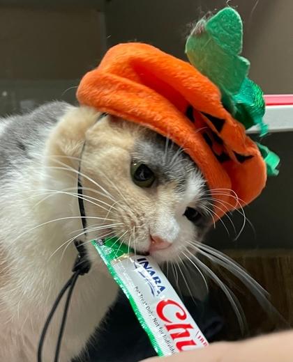 Libby, Adoptable, Adult Female Domestic Short Hair & Domestic Short Hair.