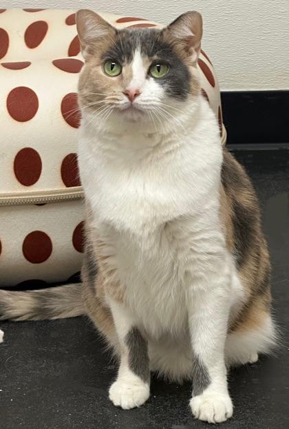 Libby, a Adoptable mixed breed in Phoenix, AZ image 2/3