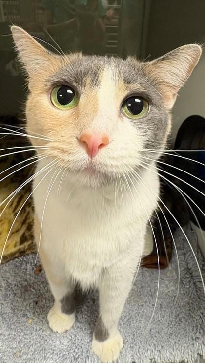 Libby, Adoptable, Adult Female Domestic Short Hair & Domestic Short Hair.