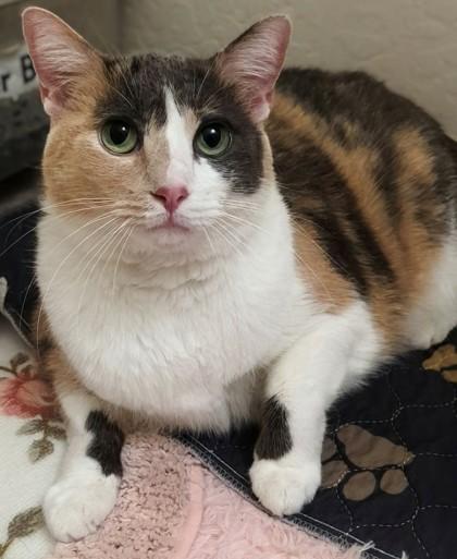 Libby, a Adoptable mixed breed in Phoenix, AZ image 3/3