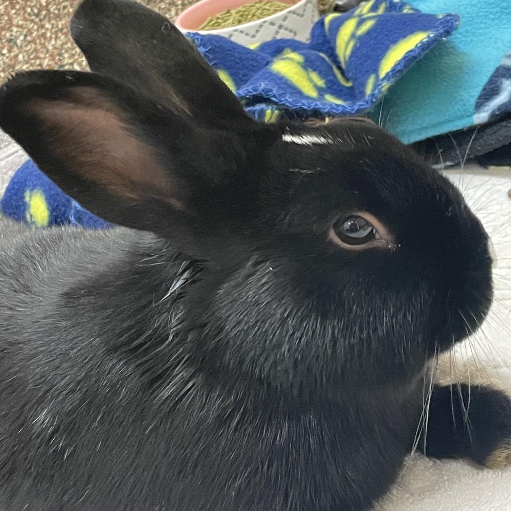 Enlarge Cosmo-in foster - See My Video!, a Adoptable American in Springfield, MA image 1/5