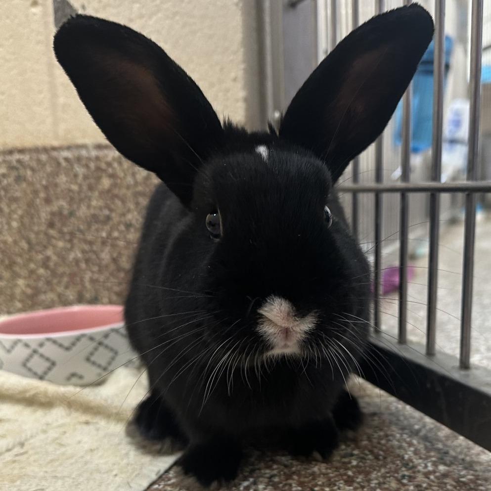 Enlarge Cosmo-in foster - See My Video!, a Adoptable American in Springfield, MA image 2/5