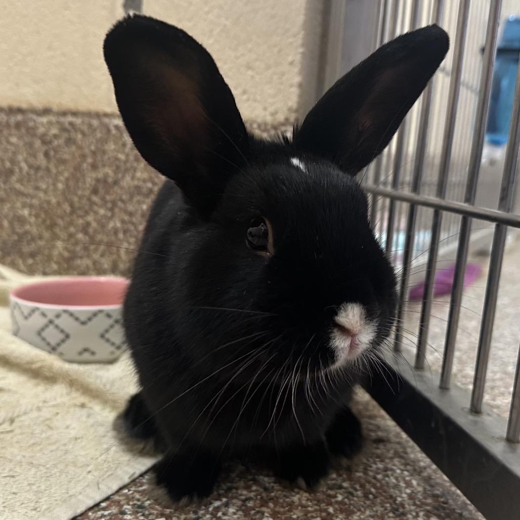 Enlarge Cosmo-in foster - See My Video!, a Adoptable American in Springfield, MA image 3/5