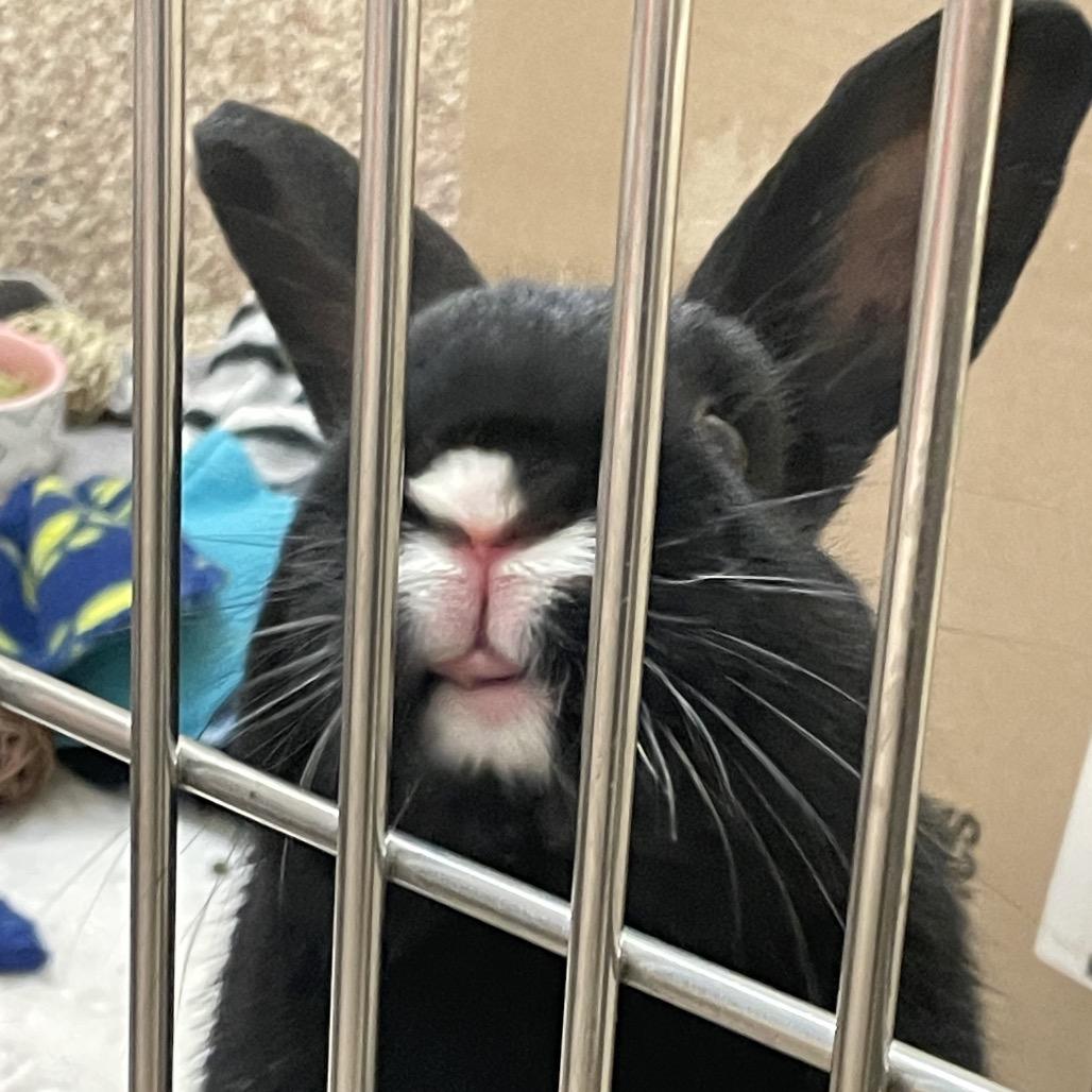 Enlarge Cosmo-in foster - See My Video!, a Adoptable American in Springfield, MA image 4/5