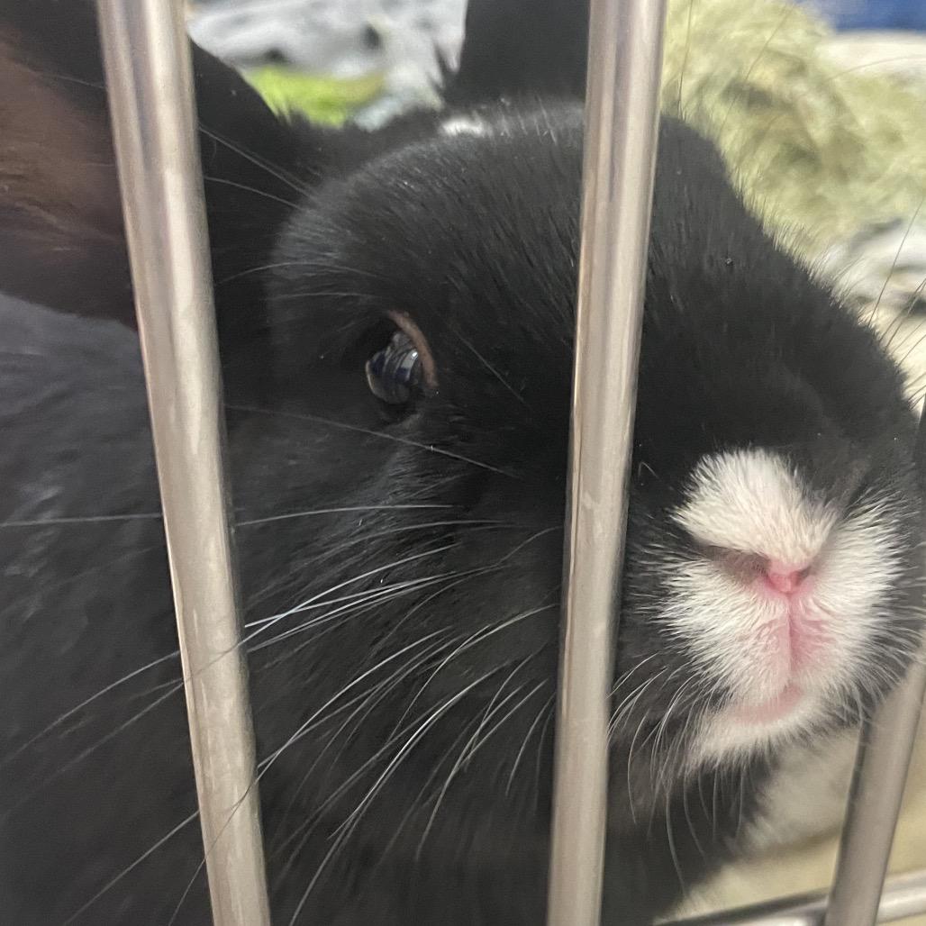 Enlarge Cosmo-in foster - See My Video!, a Adoptable American in Springfield, MA image 5/5