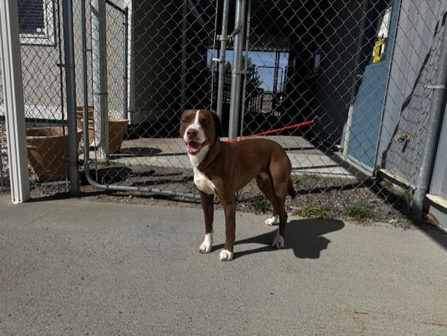 Enlarge 60677288, a ADOPTABLE mixed breed in Elko, NV image 1/1