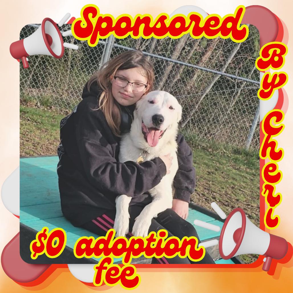 Enlarge BamBam - A Gentle, Soulful Companion Looking for His Forever Family, a Adoptable Mixed Breed in Priest River, ID image 2/5