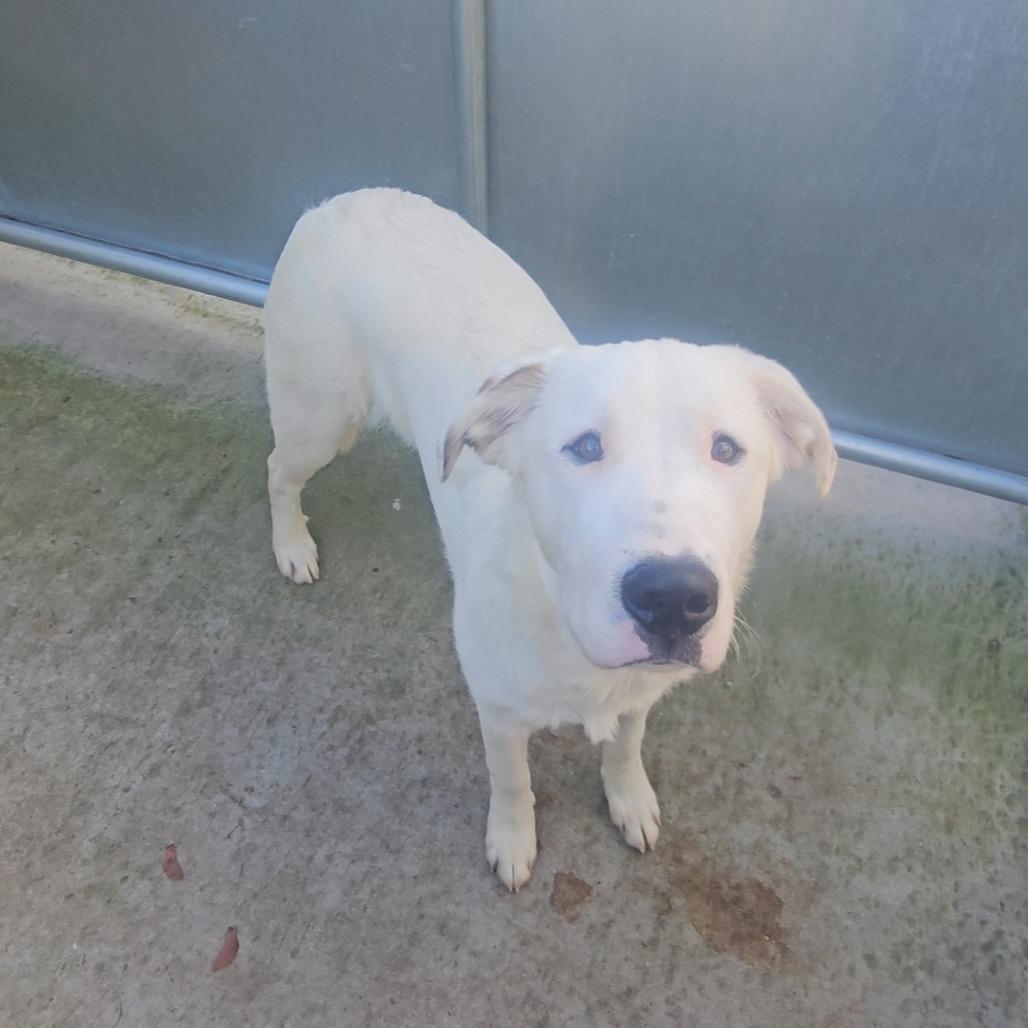Enlarge BamBam - A Gentle, Soulful Companion Looking for His Forever Family, a Adoptable Mixed Breed in Priest River, ID image 4/5