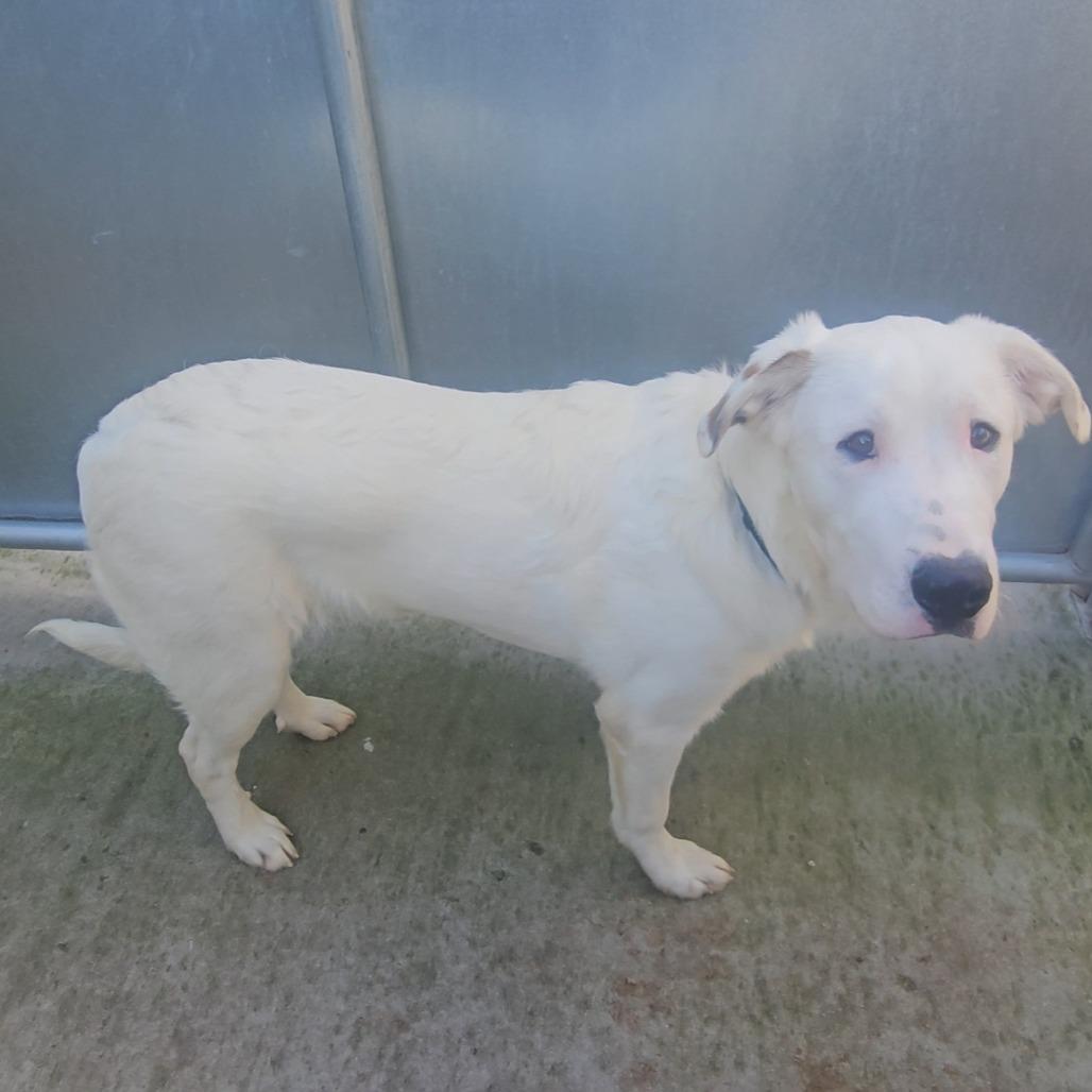 Enlarge BamBam - A Gentle, Soulful Companion Looking for His Forever Family, a Adoptable Mixed Breed in Priest River, ID image 5/5