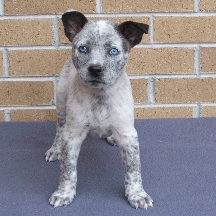 Dog for adoption Humphrey, an Australian Cattle Dog / Blue Heeler Mix
