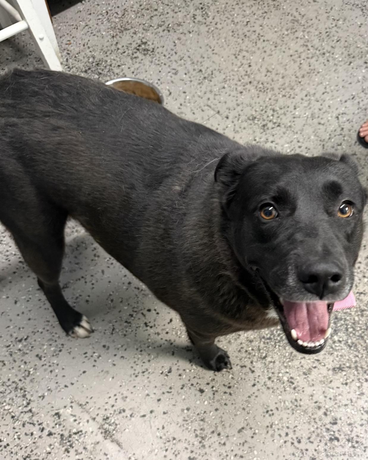 Roxy, ADOPTABLE, Adult Female Border Collie.