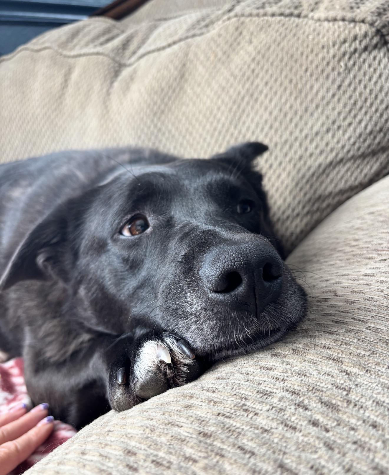 Roxy, a ADOPTABLE mixed breed in Junction City, KY image 2/3