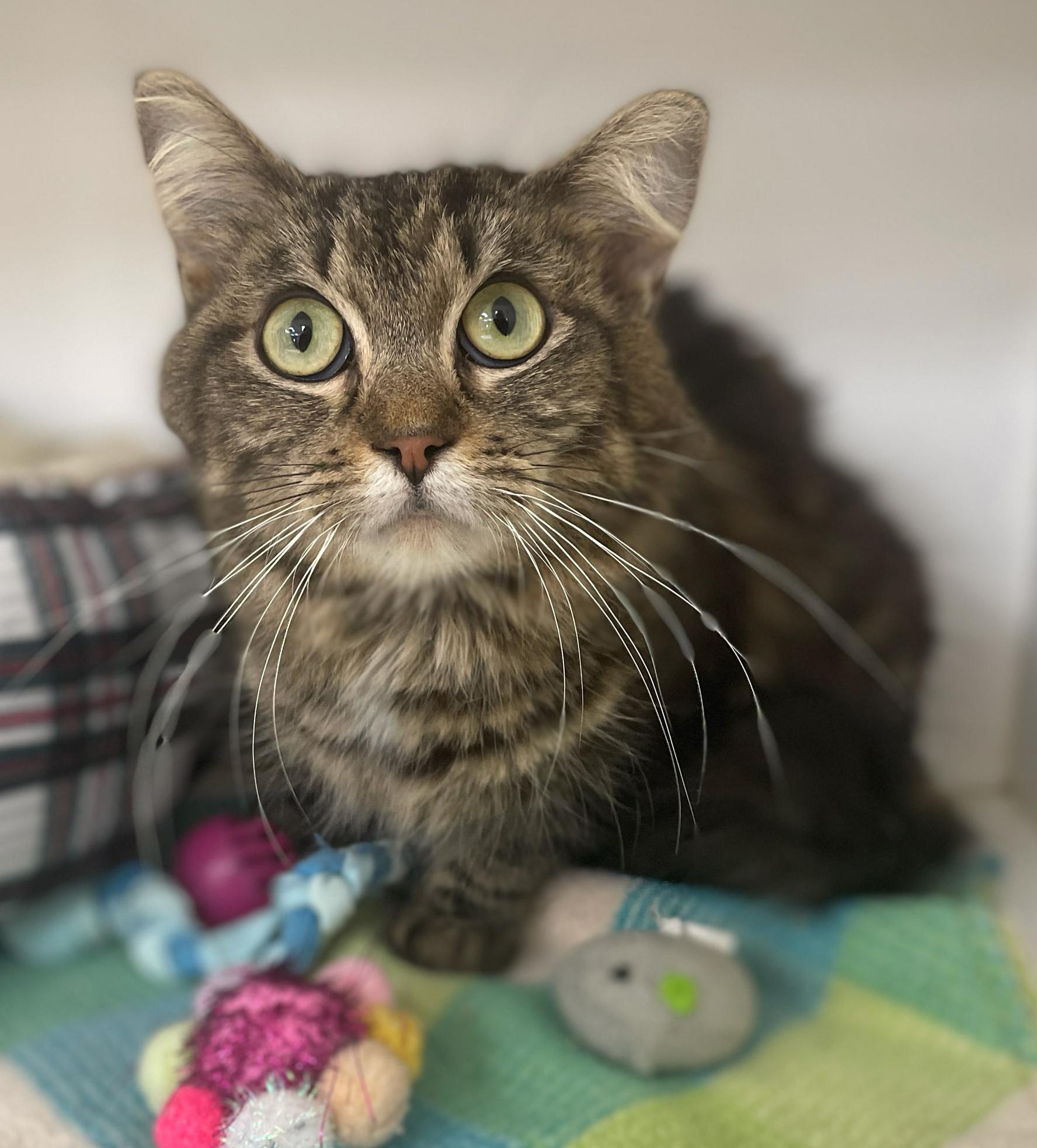 Enlarge Patty, a Adoptable Domestic Short Hair in Neillsville, WI image 5/6