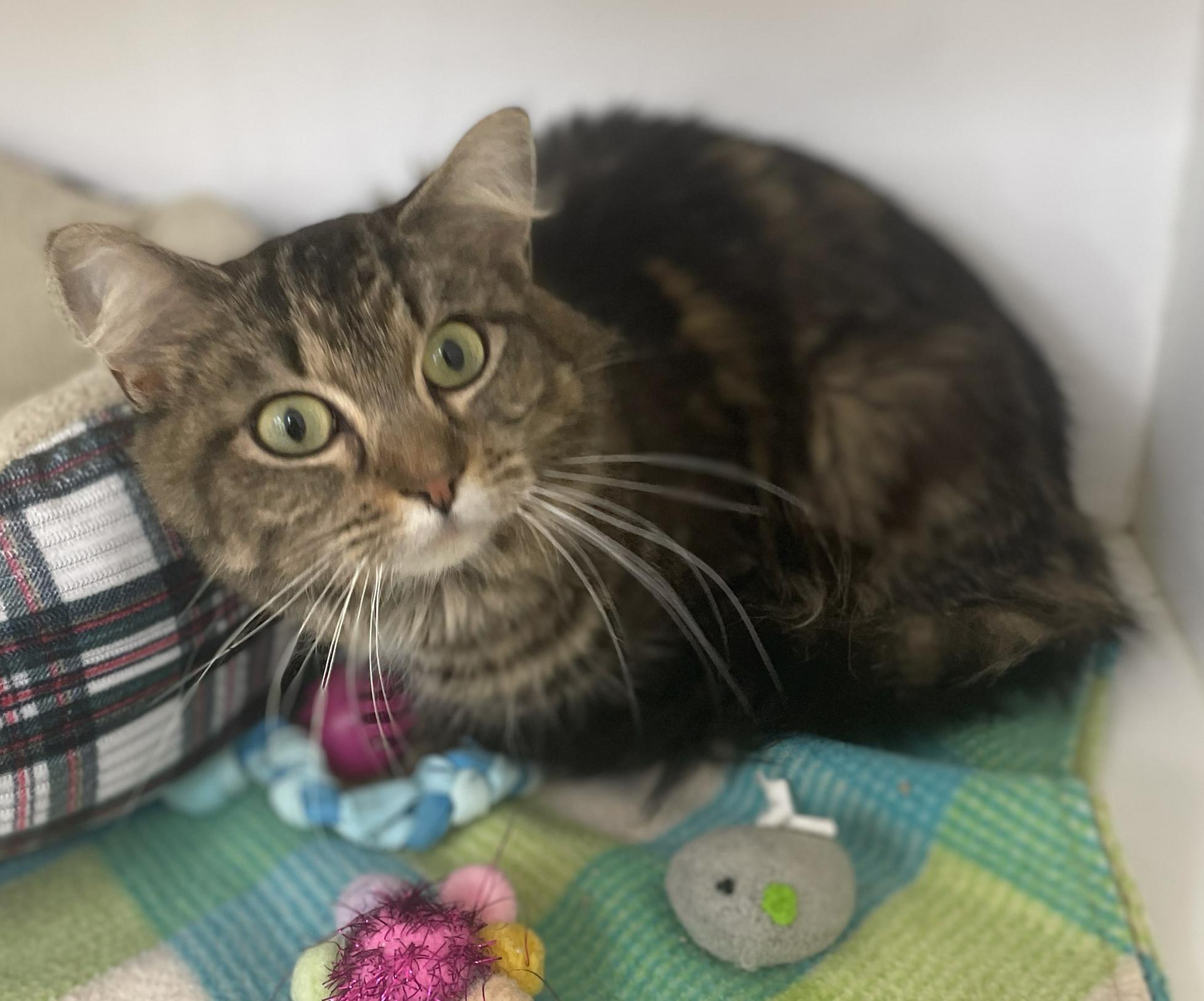 Enlarge Patty, a Adoptable Domestic Short Hair in Neillsville, WI image 3/6