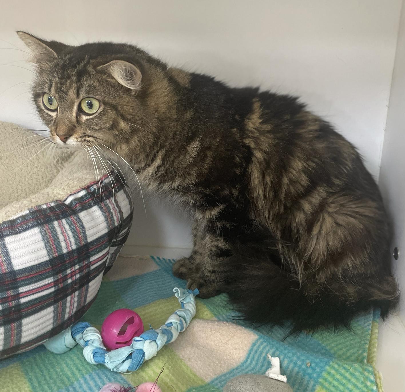 Enlarge Patty, a Adoptable Domestic Short Hair in Neillsville, WI image 6/6