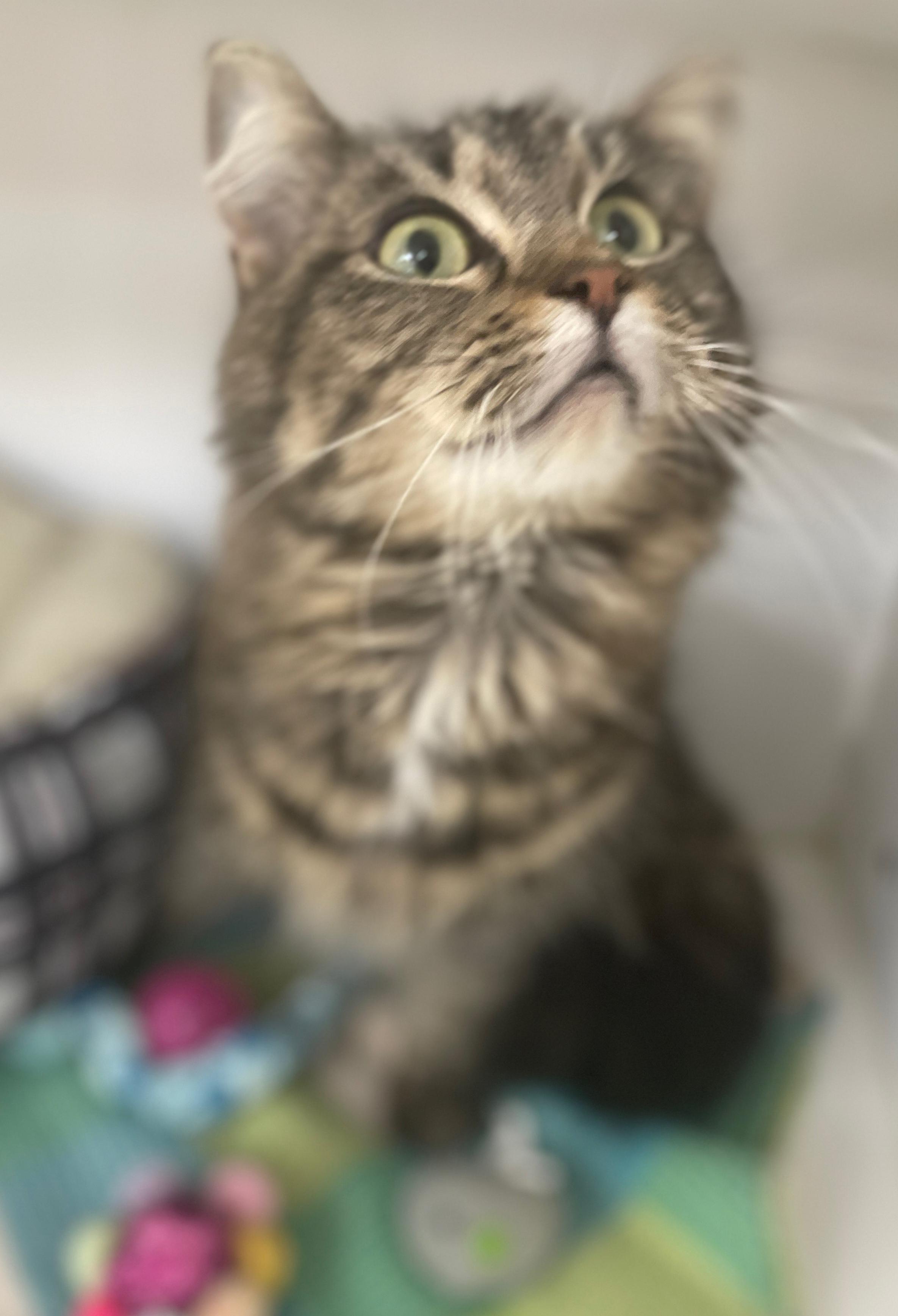 Enlarge Patty, a Adoptable Domestic Short Hair in Neillsville, WI image 2/6